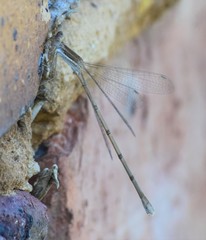 Lestes pallidus