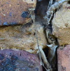Lestes pallidus
