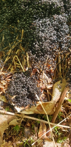 Taschenberg's Odorous Ant photo 5