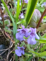 Glechoma hederacea