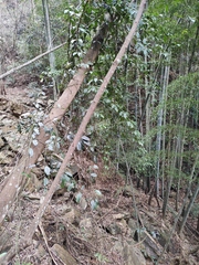 Jasminum lanceolarium