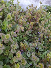 Glechoma hederacea