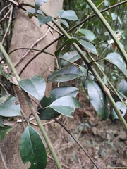 Jasminum lanceolarium