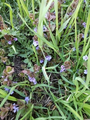 Glechoma hederacea