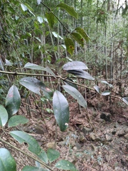 Jasminum lanceolarium