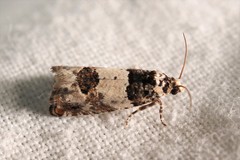 Epinotia thapsiana
