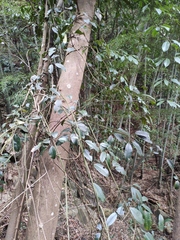 Jasminum lanceolarium