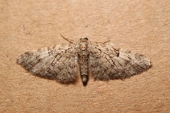 Eupithecia dodoneata