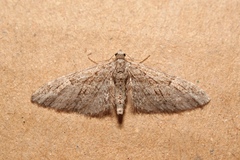 Eupithecia oxycedrata