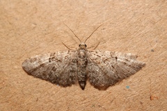 Eupithecia dodoneata