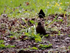 Turdus merula