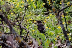 Turdus merula
