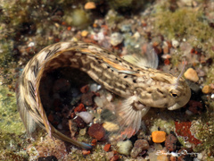Istiblennius edentulus