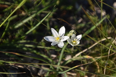 Ornithogalum comosum