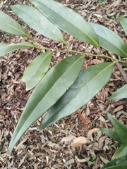 Sarcococca orientalis
