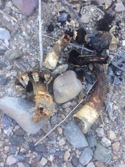 Agaricus deserticola