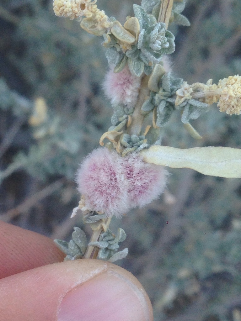 Asphondylia floccosa