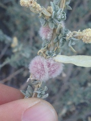 Asphondylia floccosa