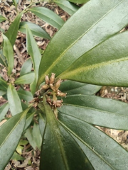 Sarcococca orientalis