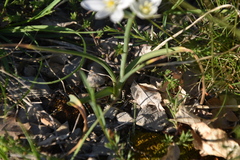 Ornithogalum comosum