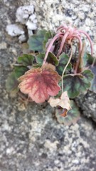 Heuchera soltisii