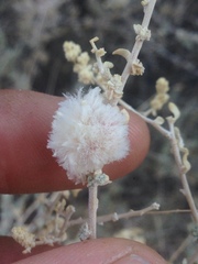 Asphondylia floccosa