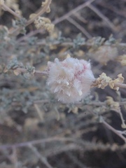 Asphondylia floccosa