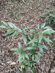 Sarcococca orientalis