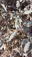 Abronia angustifolia