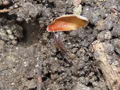 Chaetophiloscia sicula