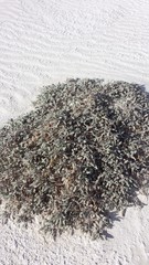 Abronia angustifolia