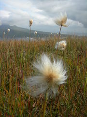 Eriophorum chamissonis