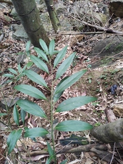 Sarcococca orientalis
