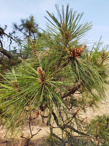 Egg-cone pine (Pinus oocarpa)