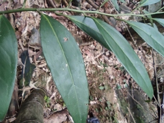 Sarcococca orientalis