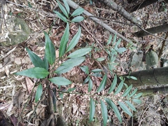 Sarcococca orientalis