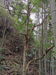 Machilus leptophylla