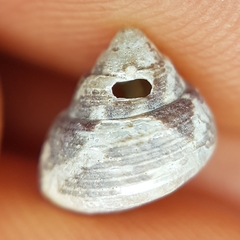 Steromphala adansonii