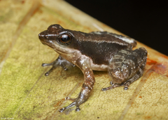 Micrixalus niluvasei