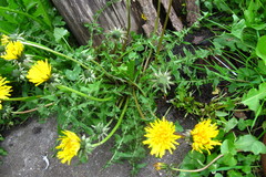 Taraxacum incisum