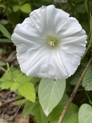 Calystegia catesbeiana