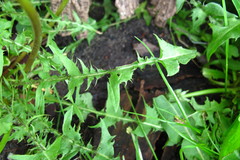 Taraxacum incisum