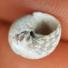 Steromphala adansonii