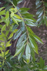 Cocculus laurifolius