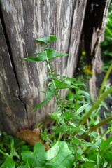 Taraxacum incisum