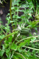 Taraxacum incisum
