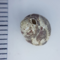 Steromphala adansonii
