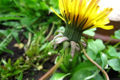 Taraxacum incisum