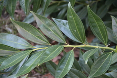 Cocculus laurifolius