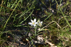 Ornithogalum comosum